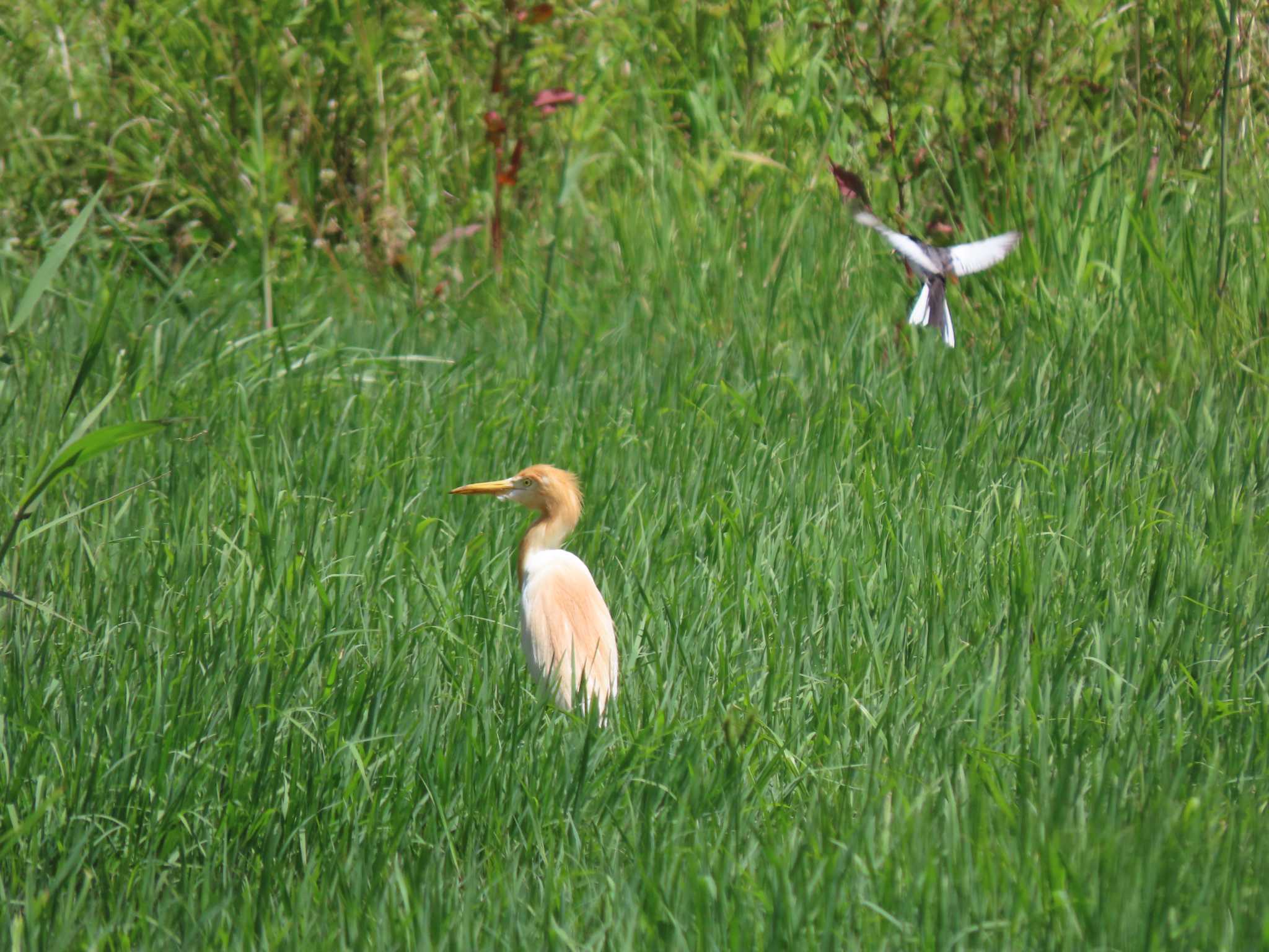 Eastern Cattle Egret