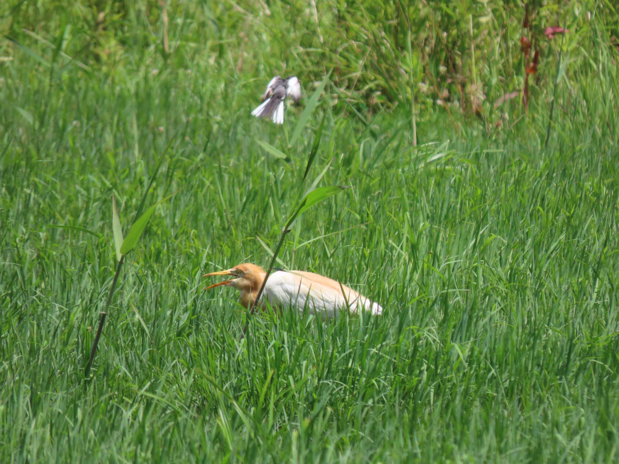 Photo of Eastern Cattle Egret at 荒川生物生態園(東京都板橋区) by のぐち