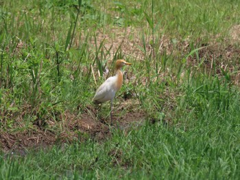 Eastern Cattle Egret 荒川生物生態園(東京都板橋区) Sat, 6/4/2022