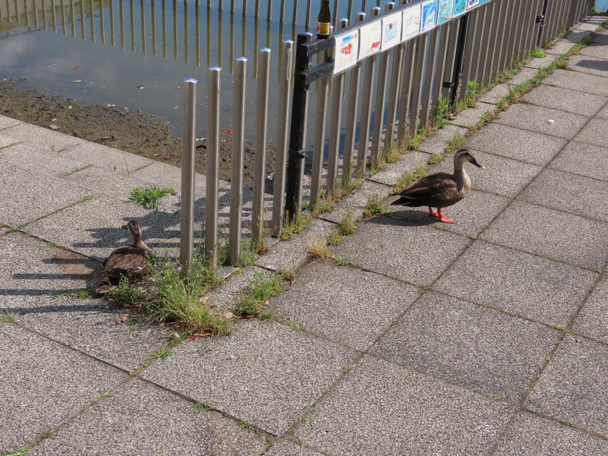 都立浮間公園 カルガモの写真 by のぐち