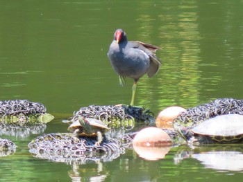 Common Moorhen Ukima Park Sat, 6/4/2022