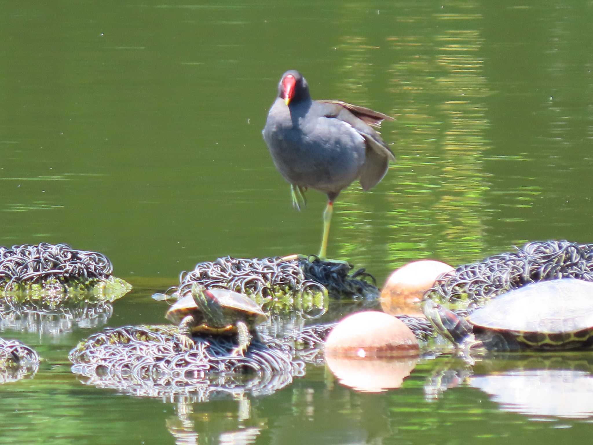 Common Moorhen