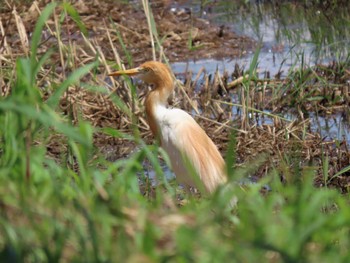 アマサギ 荒川生物生態園(東京都板橋区) 2022年6月4日(土)