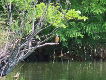 Common Kingfisher Ukima Park Sat, 6/4/2022