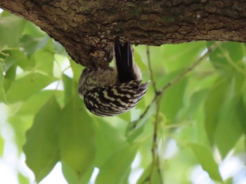 Japanese Pygmy Woodpecker Ukima Park Sat, 6/4/2022