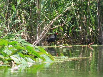 Common Moorhen Ukima Park Sat, 6/4/2022