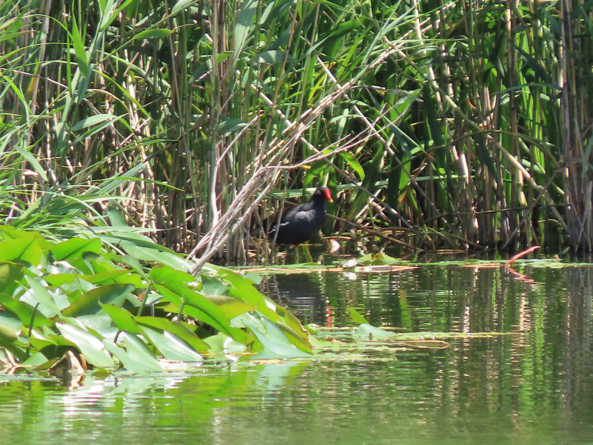 Common Moorhen