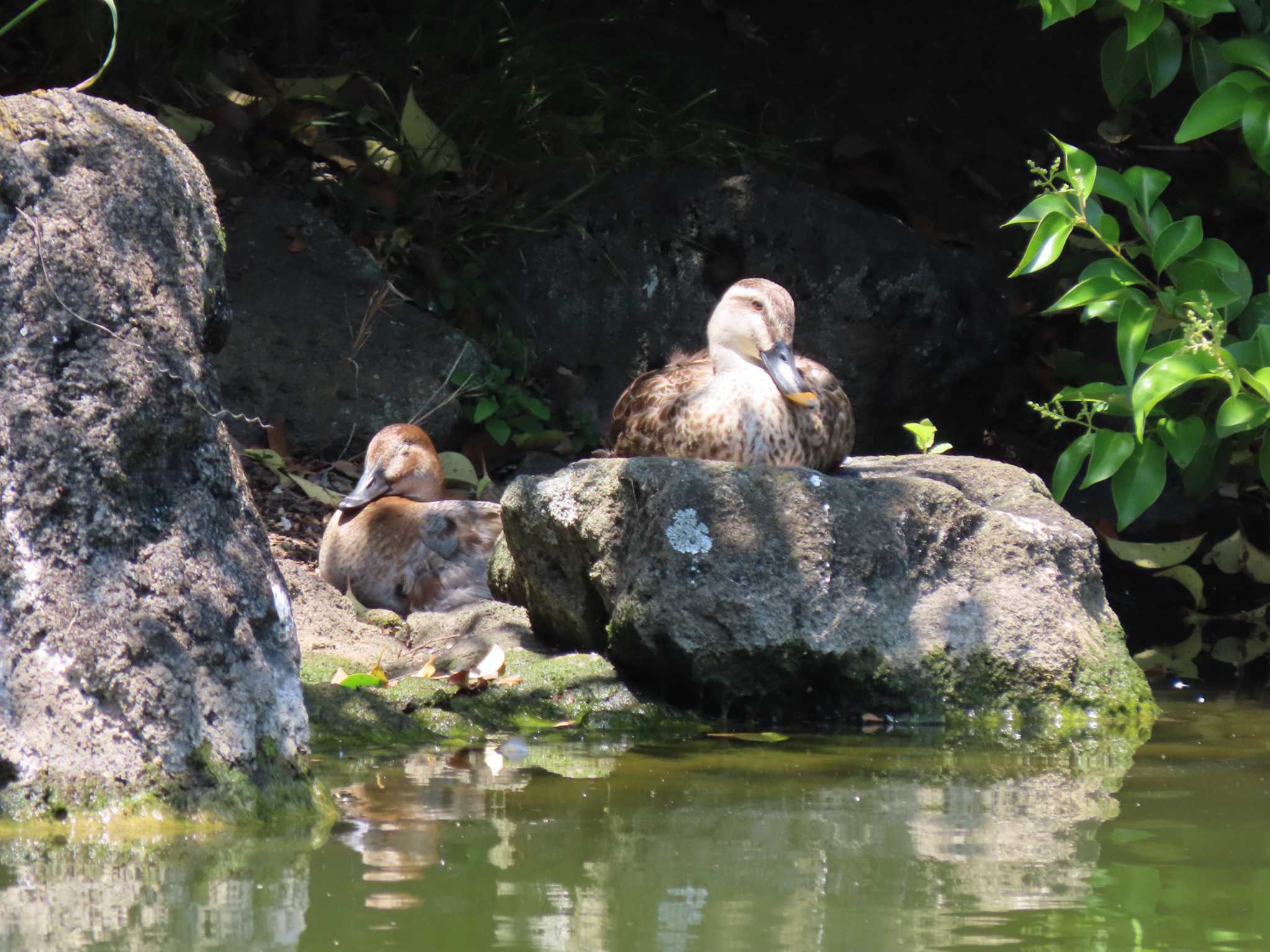 都立浮間公園 ホシハジロの写真 by のぐち