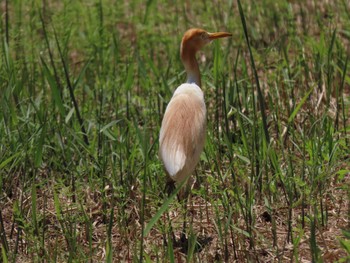 アマサギ 荒川生物生態園(東京都板橋区) 2022年6月4日(土)