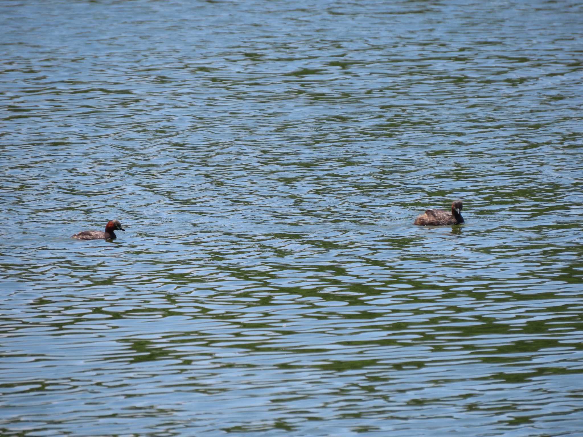 Little Grebe