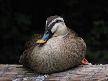 Eastern Spot-billed Duck ギャザリアビオガーデン　フジクラ木場千年の森 Sun, 6/5/2022