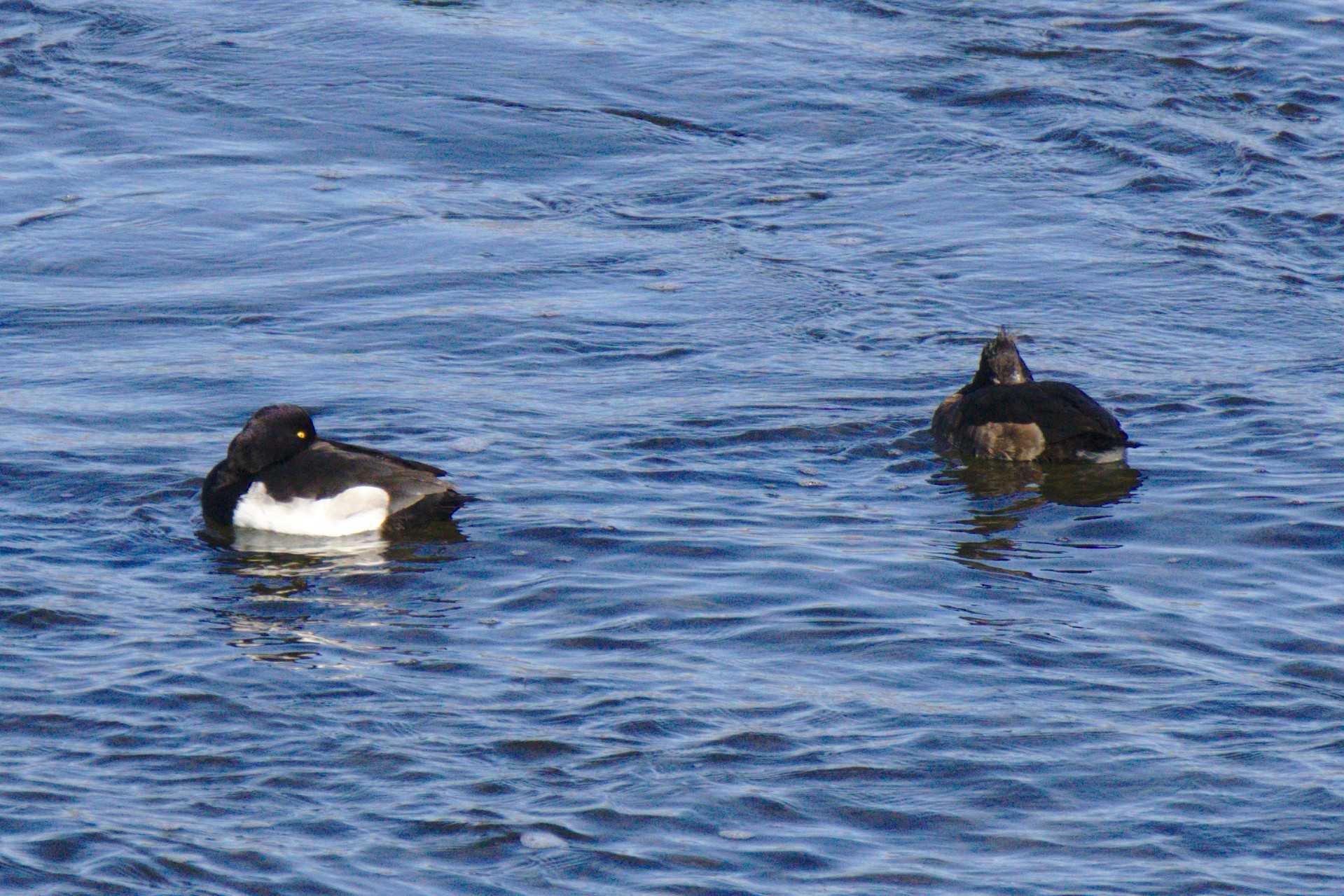 Photo of Tufted Duck at 多摩川二ヶ領宿河原堰 by さすらう葦