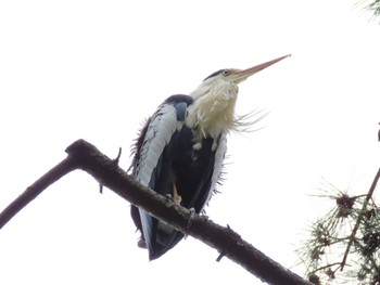 Grey Heron 横十間川親水公園(東京都江東区) Wed, 6/8/2022