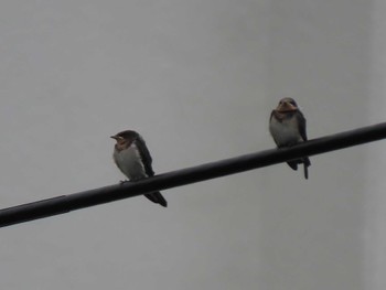 Barn Swallow 横十間川親水公園(東京都江東区) Wed, 6/8/2022