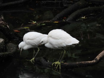 Little Egret 横十間川親水公園(東京都江東区) Wed, 6/8/2022