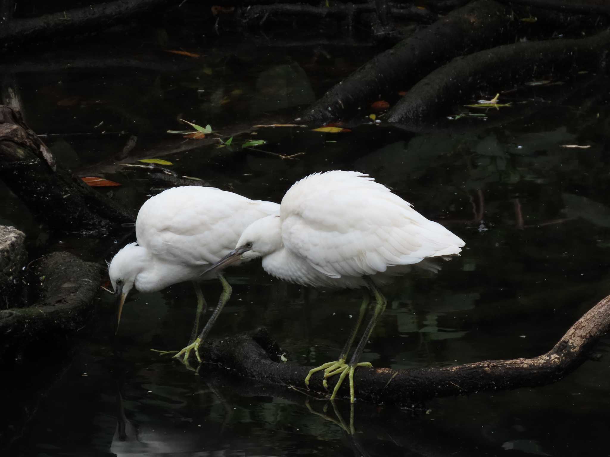 Little Egret