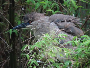 Black-crowned Night Heron 横十間川親水公園(東京都江東区) Wed, 6/8/2022