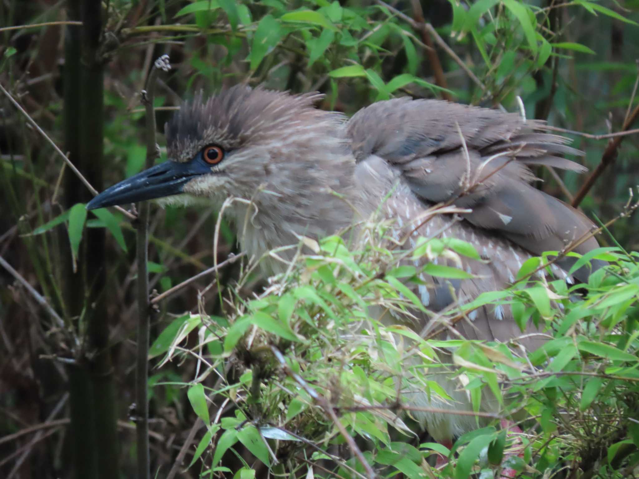 Black-crowned Night Heron