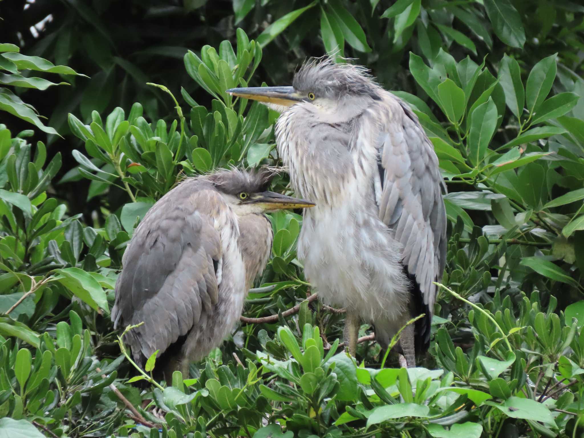 Photo of Grey Heron at 横十間川親水公園(東京都江東区) by のぐち