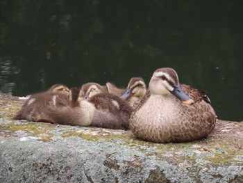 Eastern Spot-billed Duck 横十間川親水公園(東京都江東区) Wed, 6/8/2022