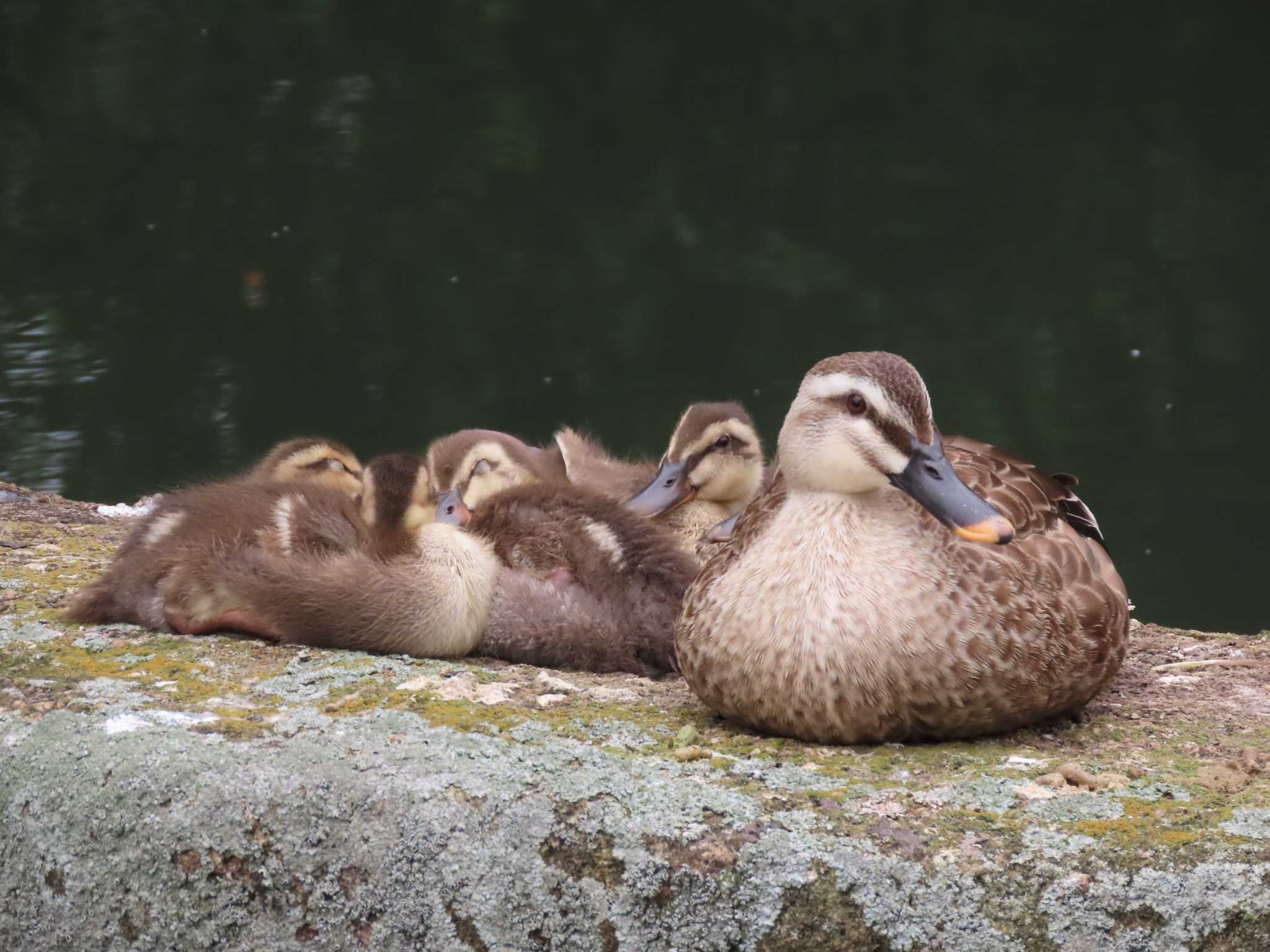 Eastern Spot-billed Duck