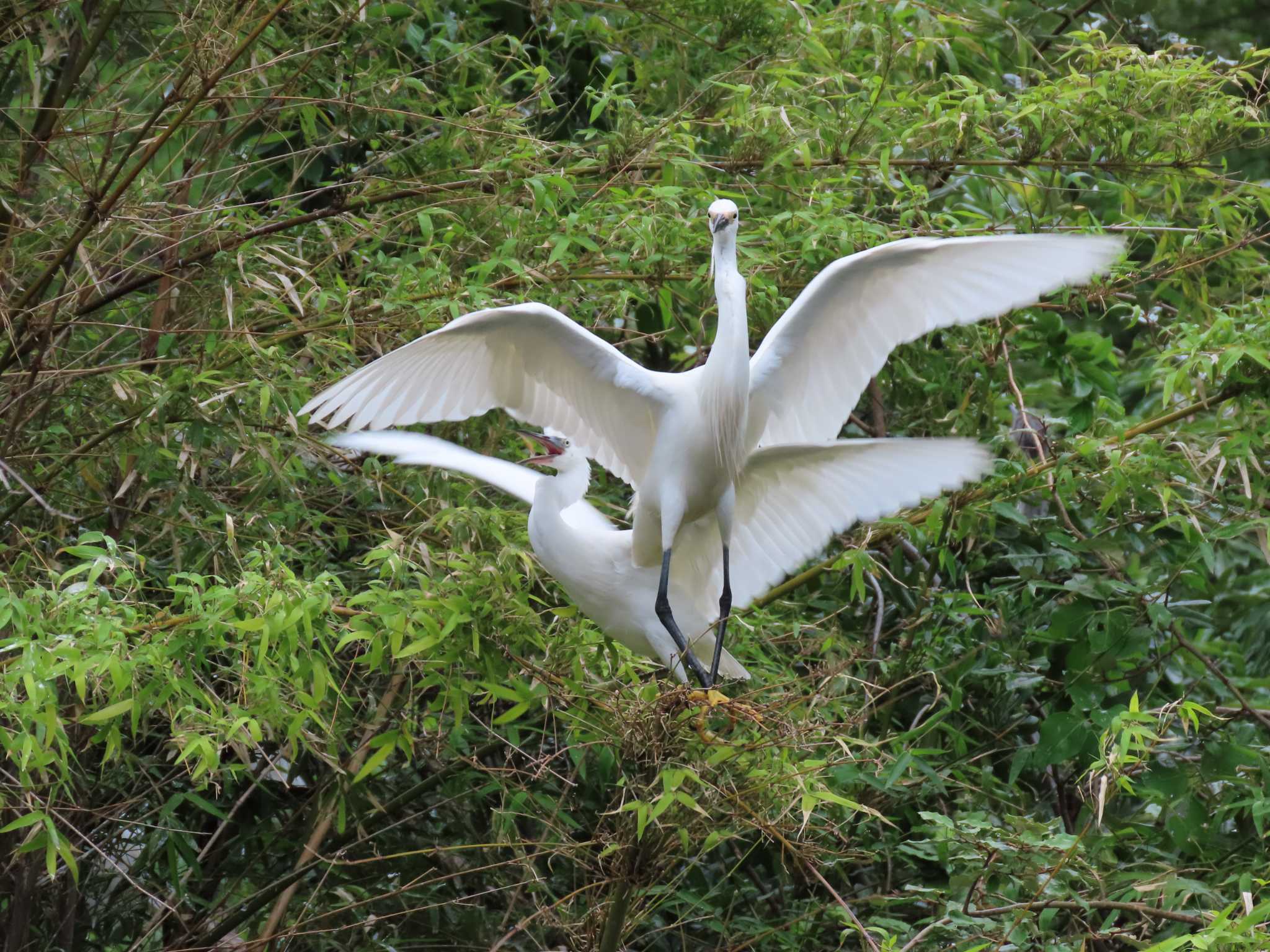 Little Egret