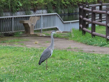 アオサギ 横十間川親水公園(東京都江東区) 2022年6月8日(水)