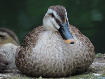 Eastern Spot-billed Duck 横十間川親水公園(東京都江東区) Wed, 6/8/2022