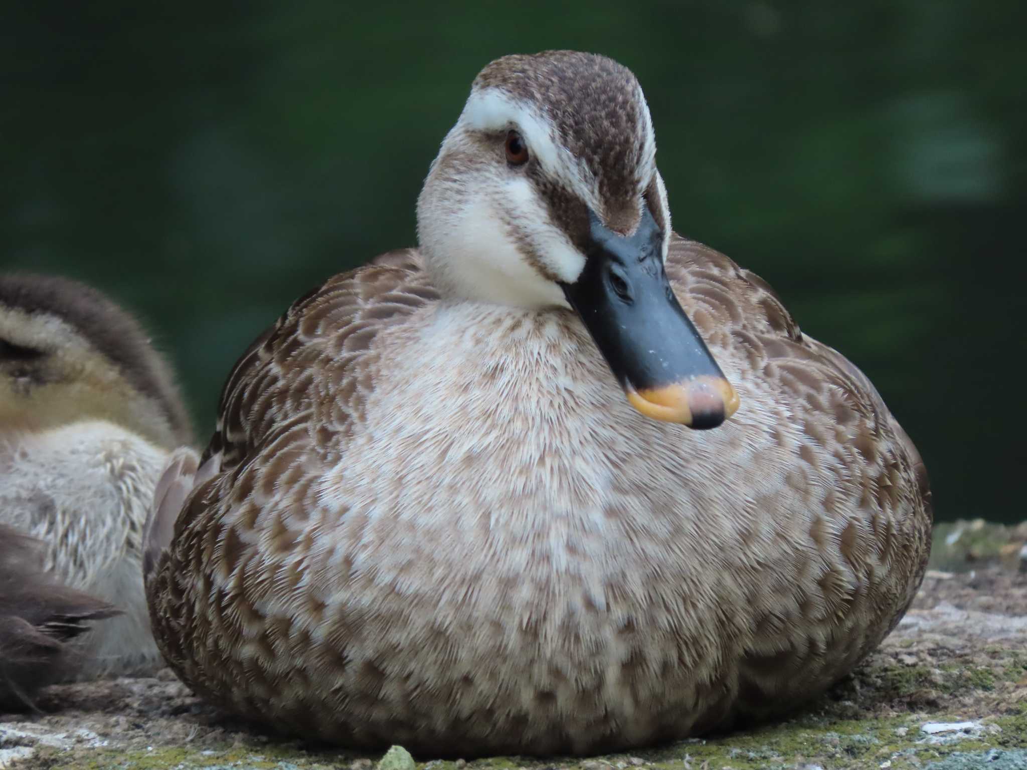 Eastern Spot-billed Duck