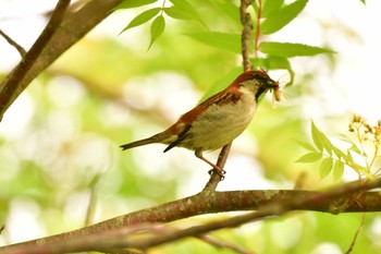 ニュウナイスズメ 北海道 函館市 見晴公園 2022年6月7日(火)