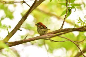 ニュウナイスズメ 北海道 函館市 見晴公園 2022年6月7日(火)