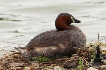 Little Grebe 堺市内 Tue, 6/14/2022