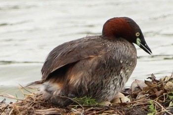 Little Grebe 堺市内 Tue, 6/14/2022