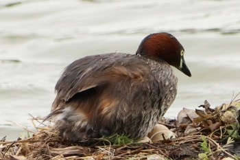 Little Grebe 堺市内 Tue, 6/14/2022