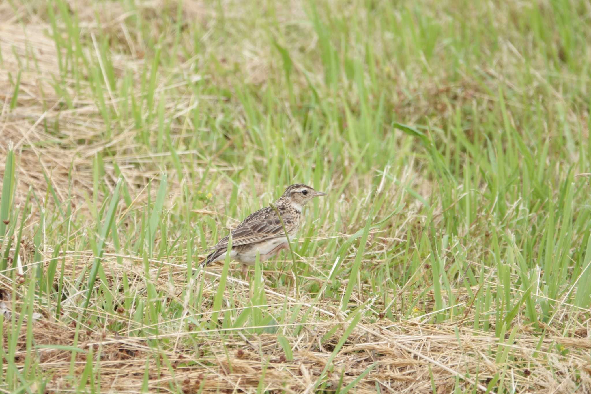 Photo of Eurasian Skylark at Tonegawa Kojurin Park by とみた