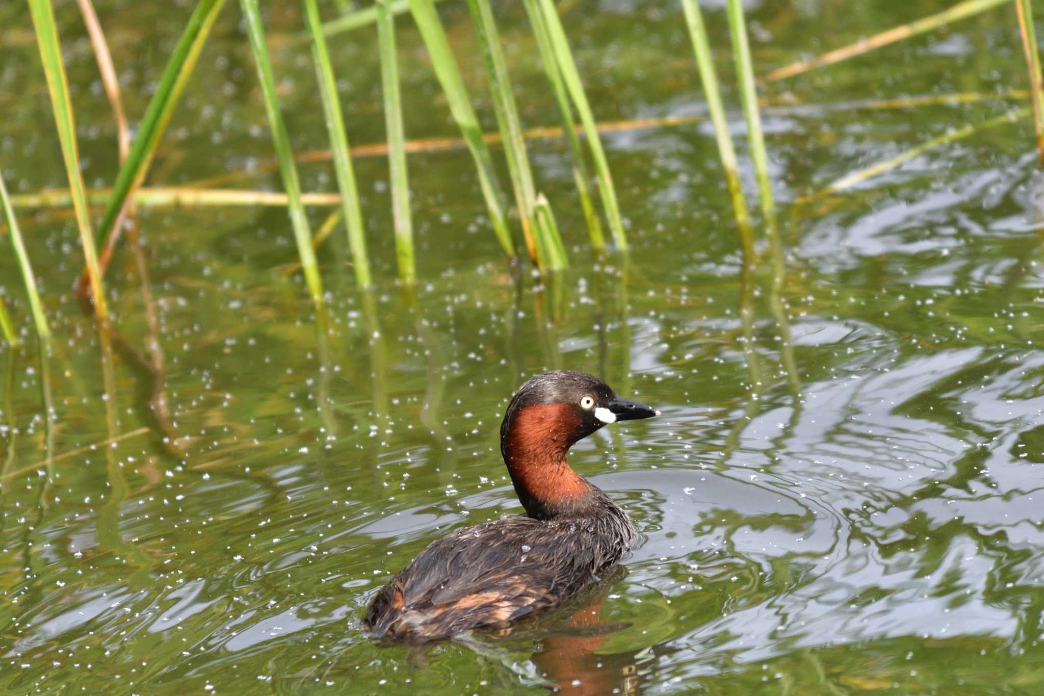 Little Grebe