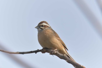 Tue, 1/2/2018 Birding report at 滋賀県甲賀市甲南町創造の森