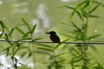 Common Kingfisher Shakujii Park Mon, 6/13/2022