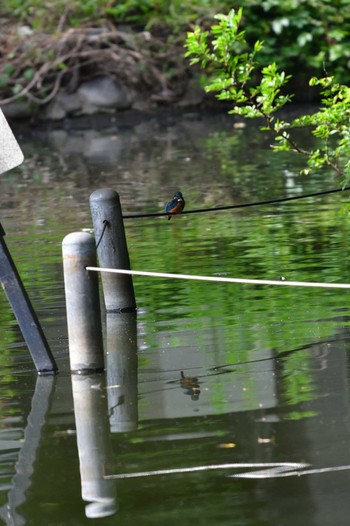 カワセミ 石神井公園 2022年6月13日(月)