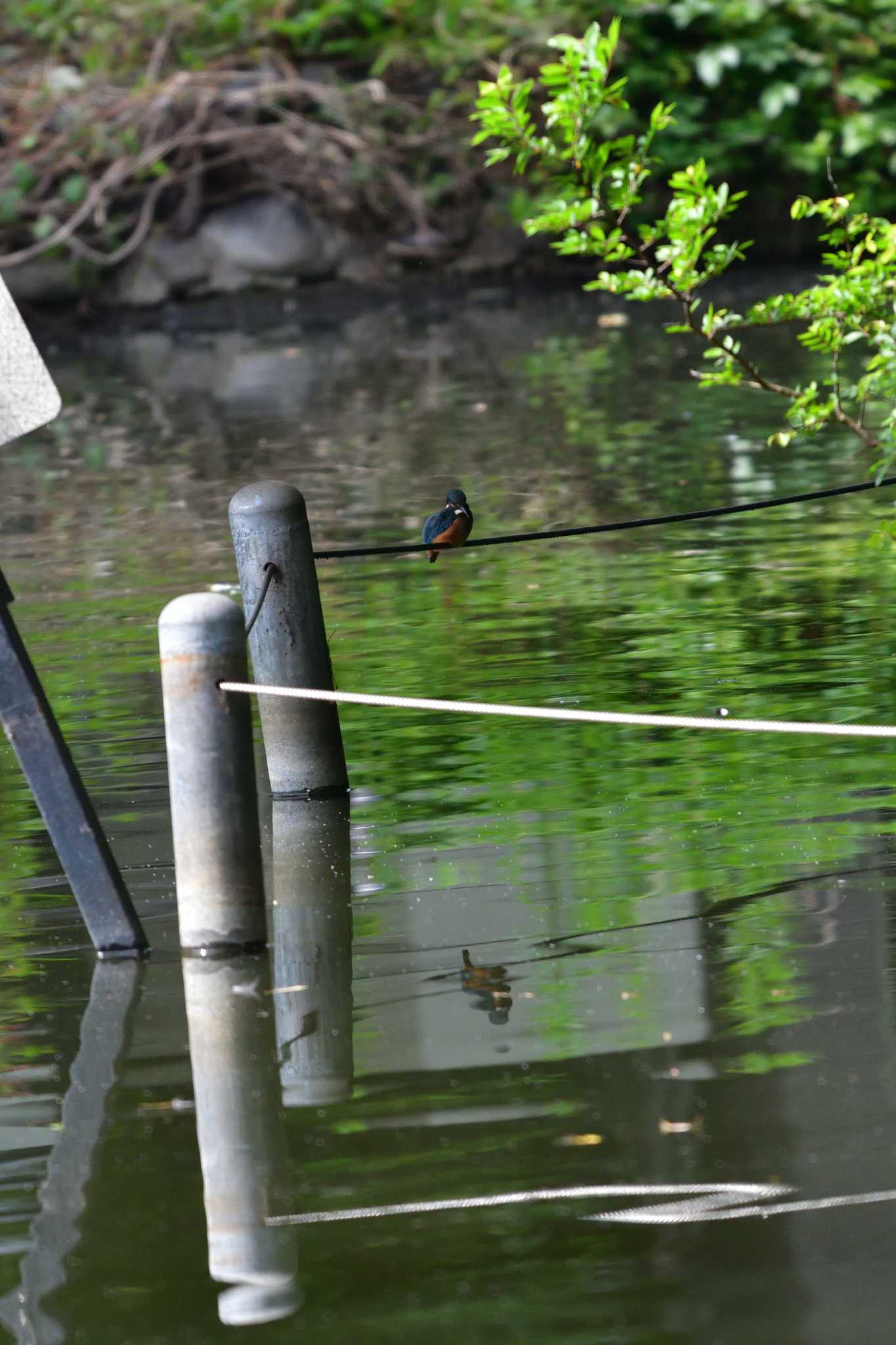 Photo of Common Kingfisher at Shakujii Park by やなさん