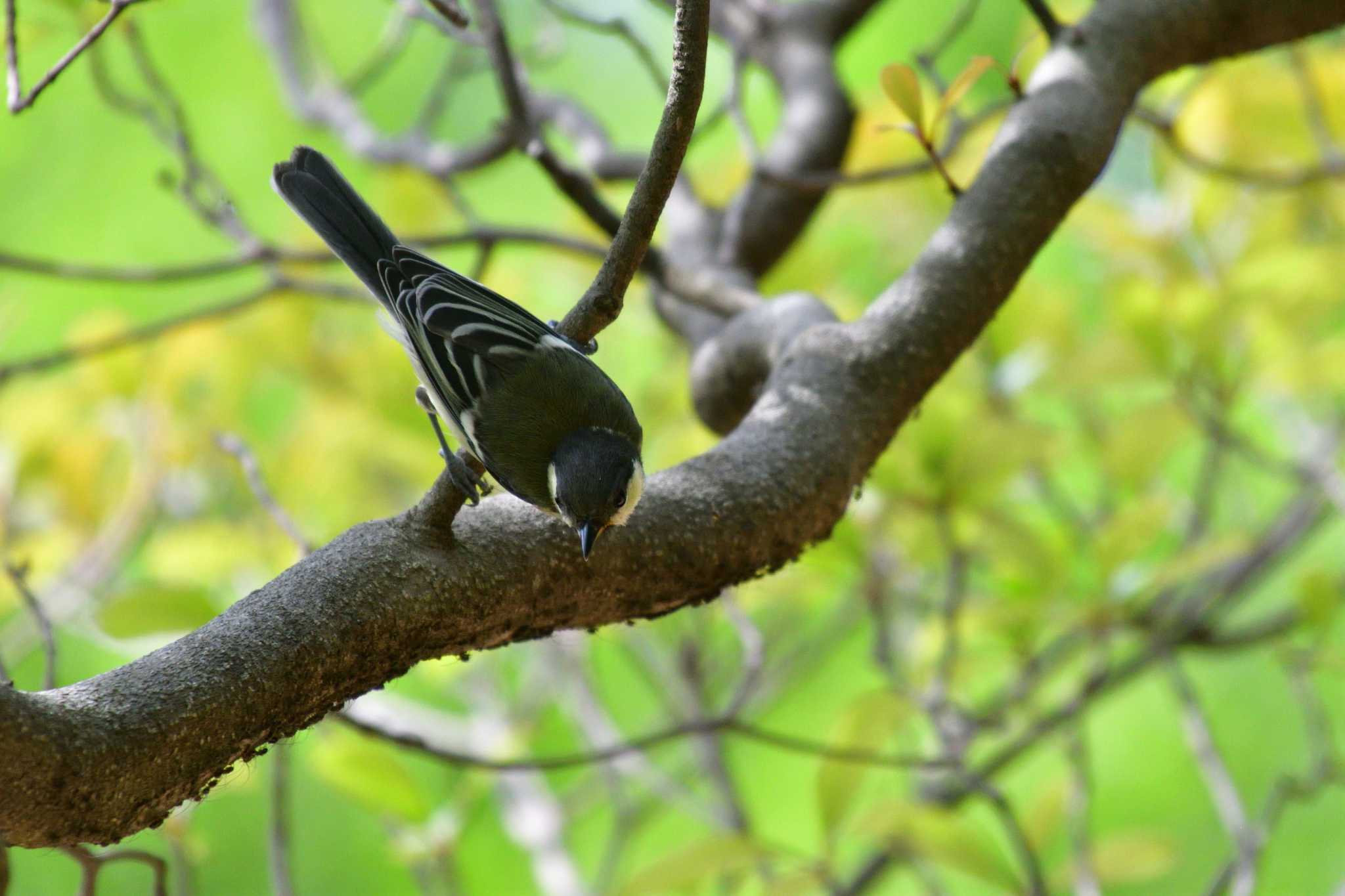 Photo of Japanese Tit at Shakujii Park by やなさん