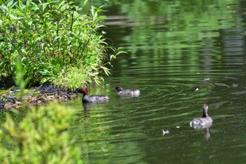 カイツブリ 石神井公園 2022年6月13日(月)