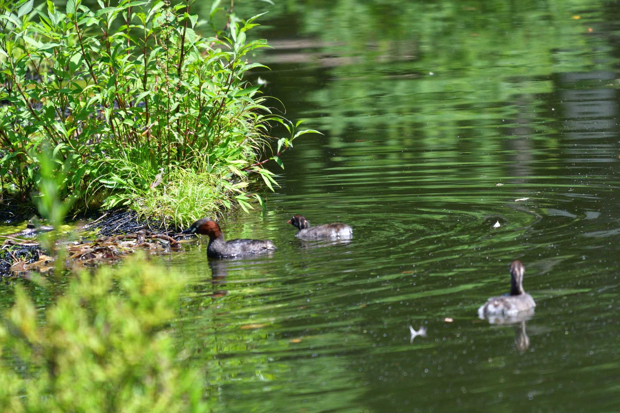 Photo of Little Grebe at Shakujii Park by やなさん