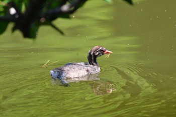 Little Grebe Shakujii Park Mon, 6/13/2022