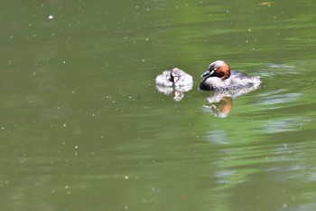 Little Grebe Shakujii Park Mon, 6/13/2022