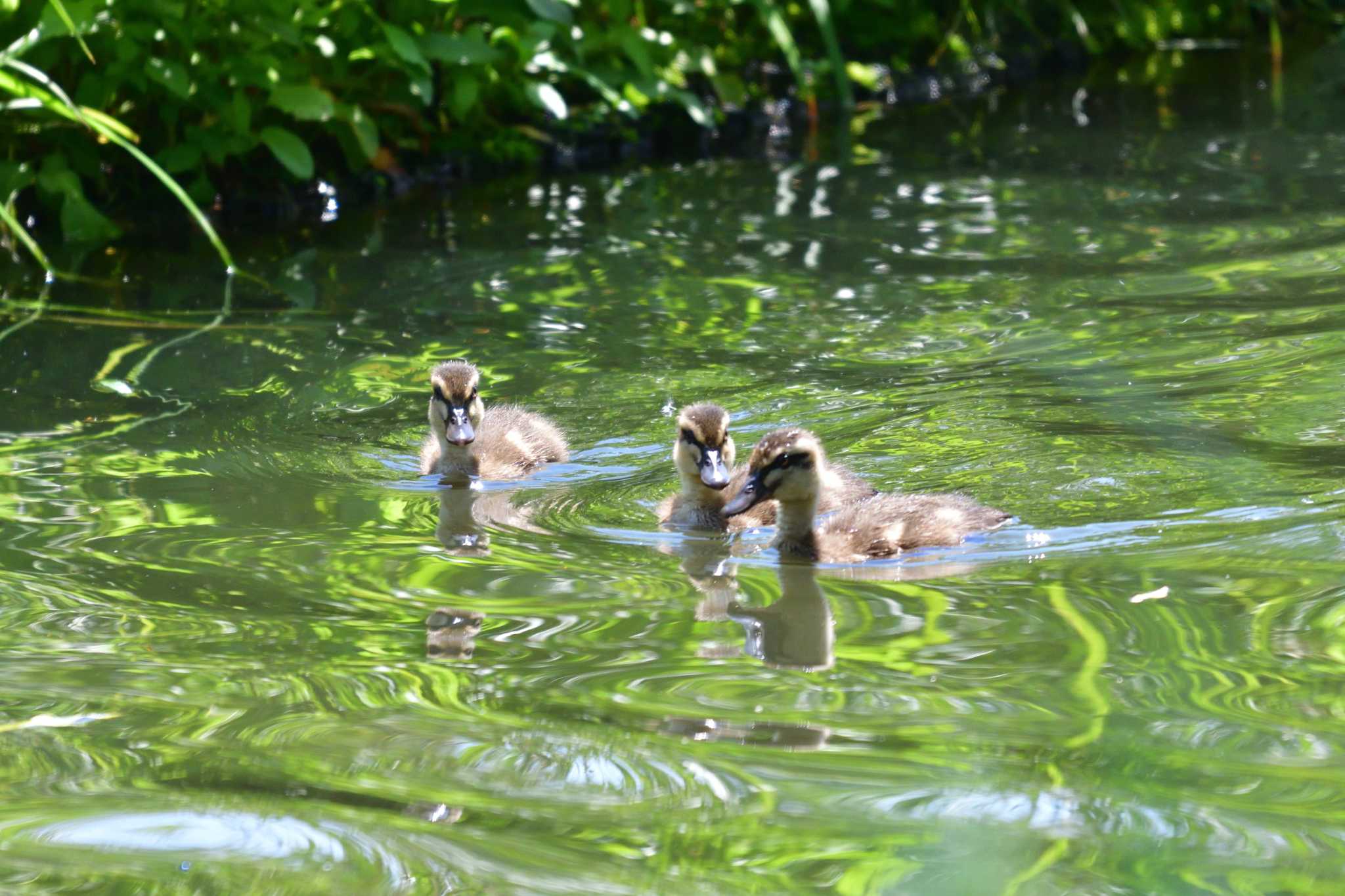 Photo of Eastern Spot-billed Duck at Shakujii Park by やなさん