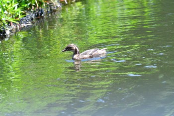 Little Grebe Shakujii Park Mon, 6/13/2022