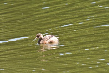 Little Grebe Shakujii Park Mon, 6/13/2022