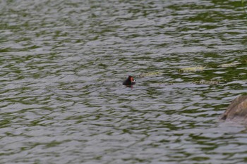 バン 都立浮間公園 2022年6月13日(月)