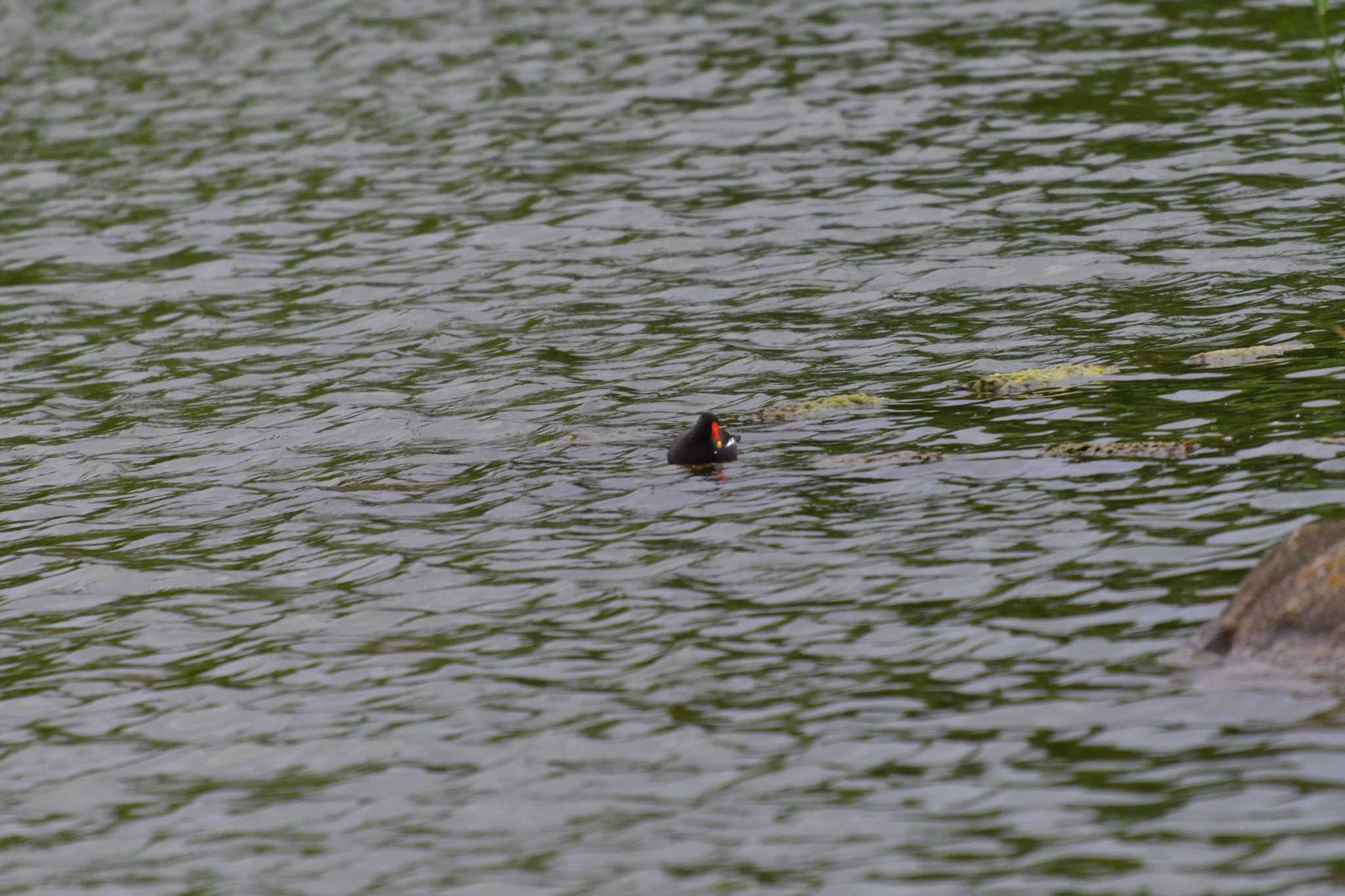 Photo of Common Moorhen at Ukima Park by やなさん